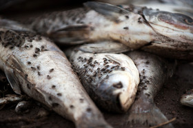 مرگ 2 میلیون ماهی در سد فشافویه